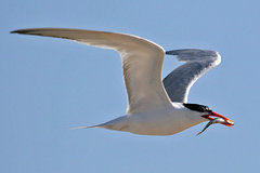 Caspian Tern